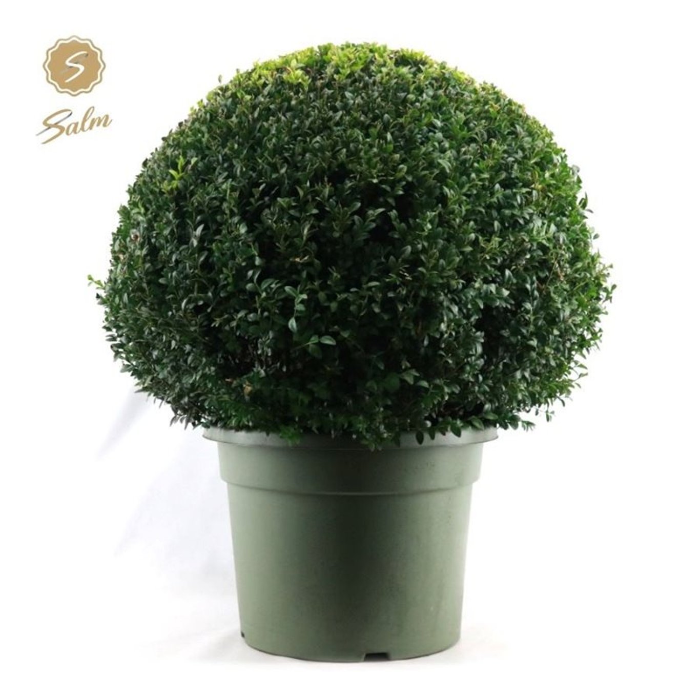Buxus sempervirens - 75 CM Ball Cont.